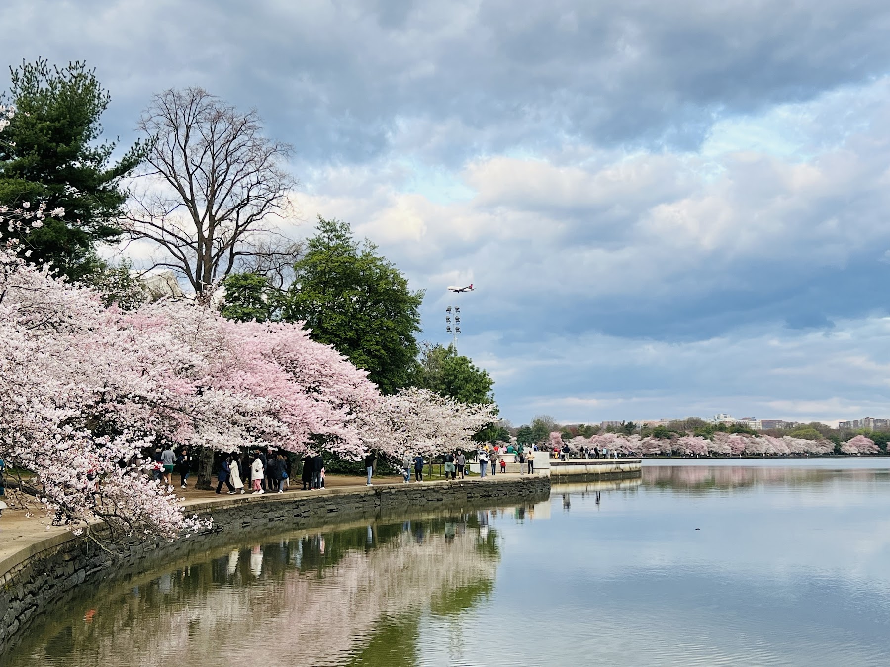 Paddle boats on the Tidal Basin with the Jefferson Memorial in the background, framed by cherry blossoms.