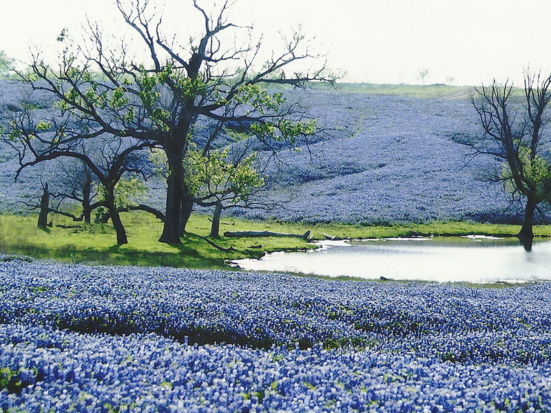 A rustic wooden fence bordering a vast field of Texas bluebonnets under a clear blue sky.