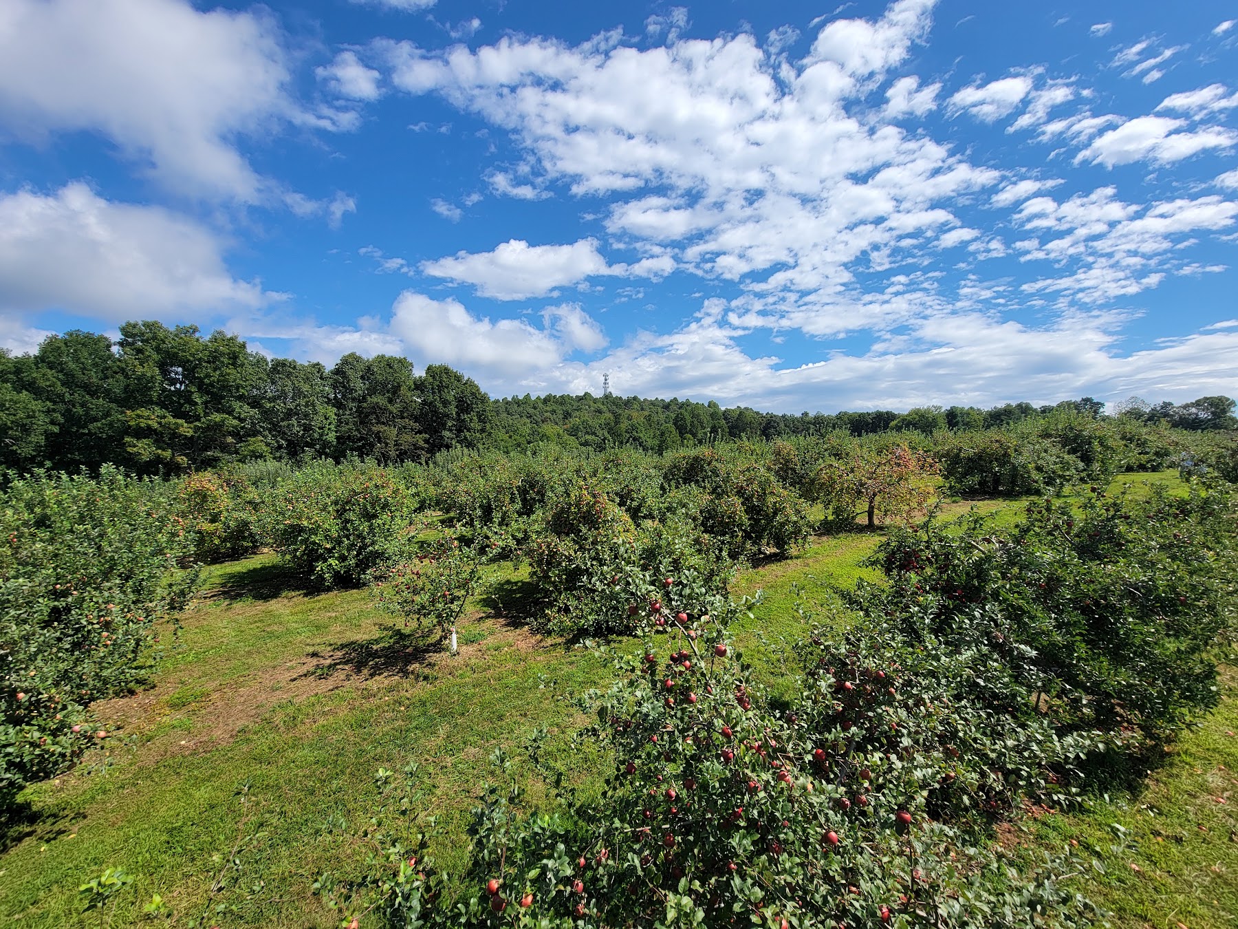 Apples growing in a sunny orchard at Sky Top Orchard in North Carolina